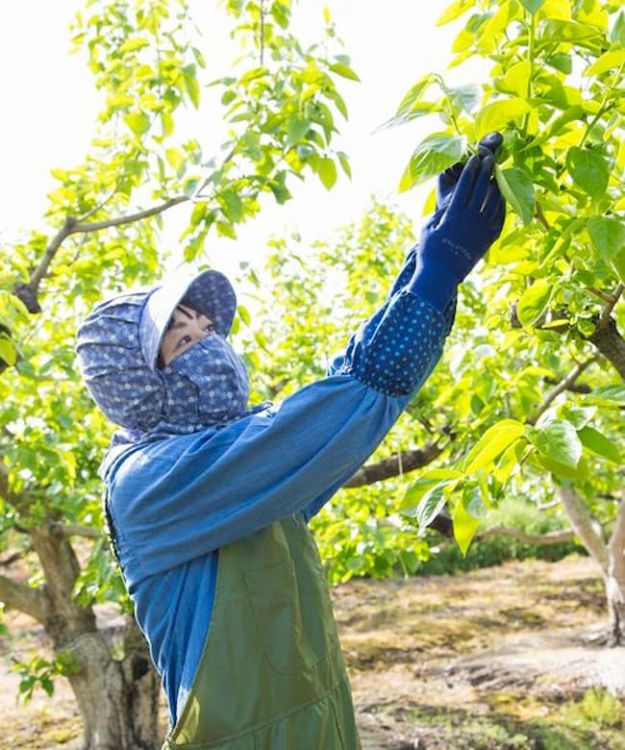 みかん農家の声からうまれた「ウレタンコーティング背抜き袖付き手袋」