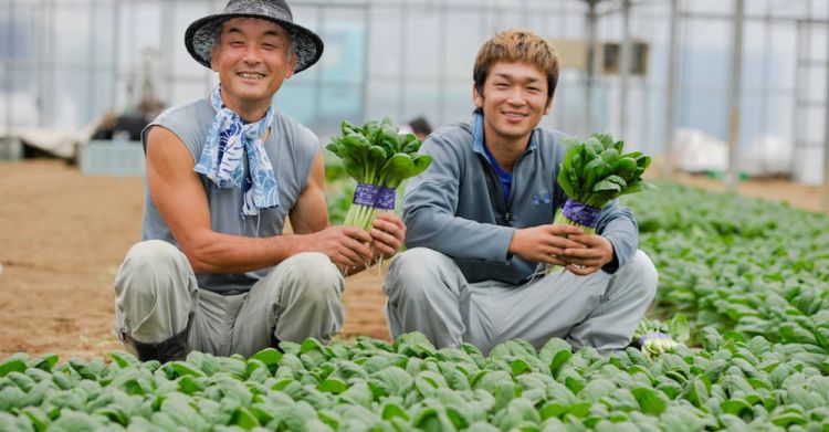 船橋小松菜ブランド化の秘訣!農業経営者が学ぶべき販路拡大の成功事例