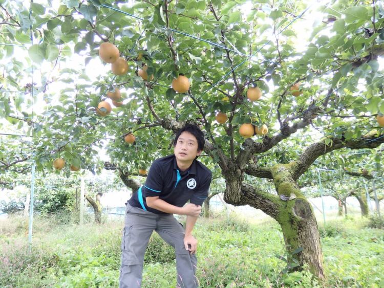 農家が「法人化」して得る「実り」とは？  ある梨農家の法人化事例