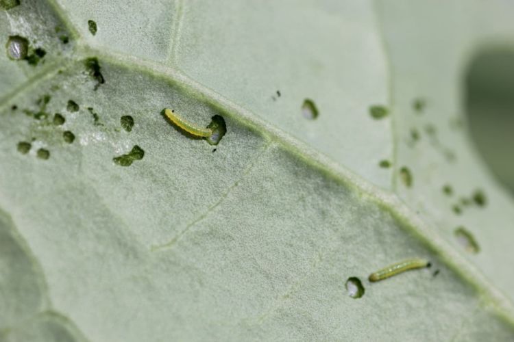 ブロッコリー栽培のアオムシ(害虫)防除! 農薬と防除法を紹介