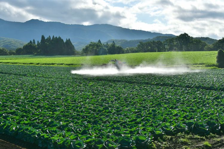 特別栽培農産物とは? 定義や減農薬・減肥料の基準を解説