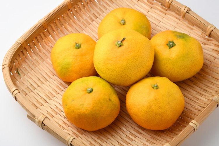 【2024年最新】みかんの収穫時期と種類、酸味と甘みのバランスの変化を解説