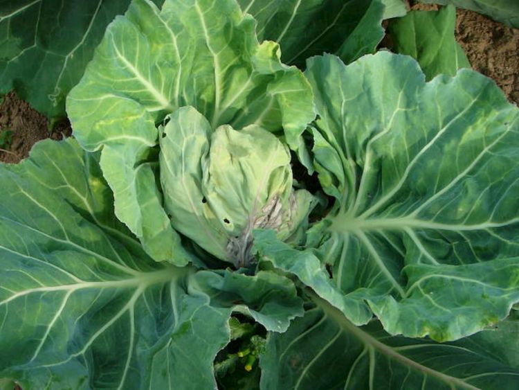菌核病とは？有効な農薬や防除方法、特に注意が必要な作物を解説