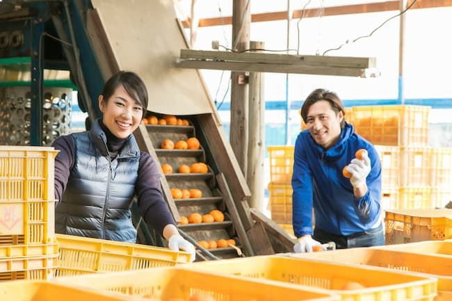 みかんを仕分けする農家 家事消費分も農業所得