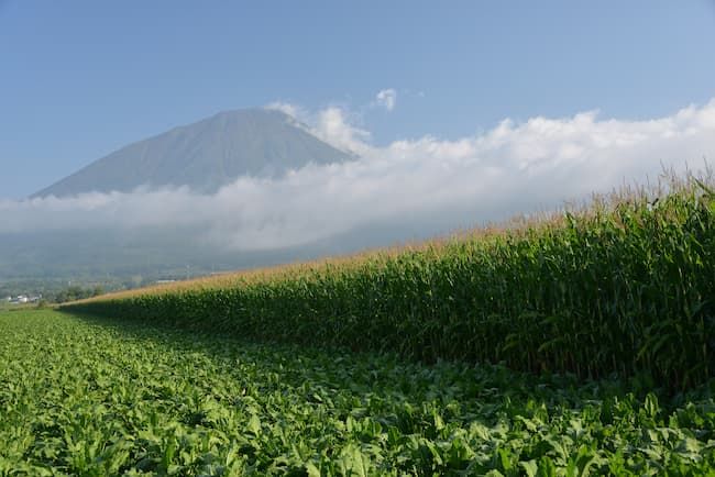 北海道のデントコーンほ場、隣はビーツのほ場