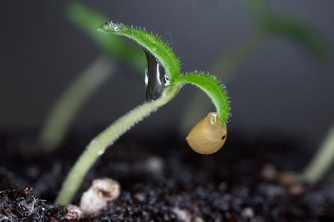 トマトの発芽