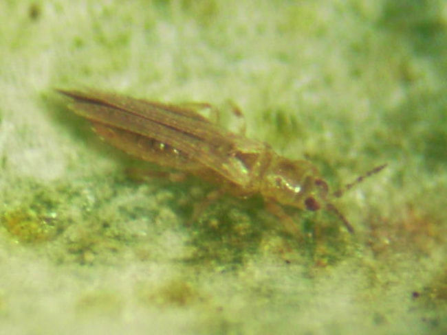 ネギアザミウマの成虫(体長1mm)