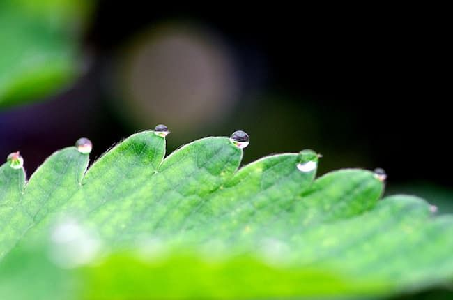 蒸散量が減少したときに起きる溢液現象