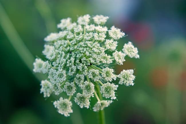 ニンジンの花