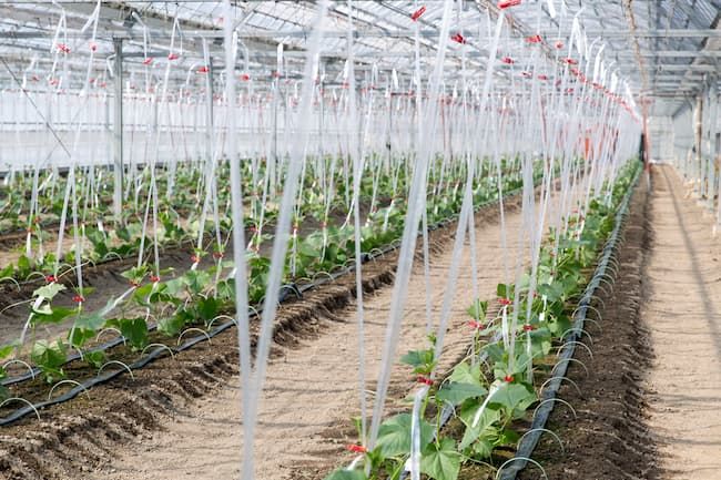 定植後、誘引したばかりのきゅうり