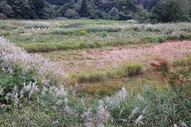 ススキや雑草が繁茂する耕作放棄地