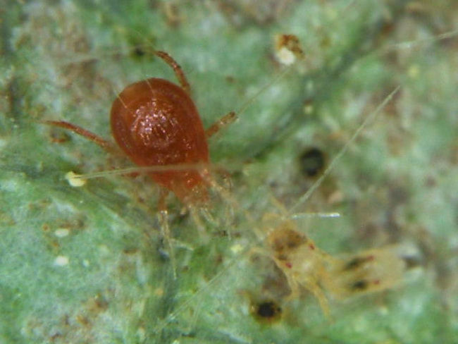 ナミハダニを追いかけるチリカブリダニ成虫
