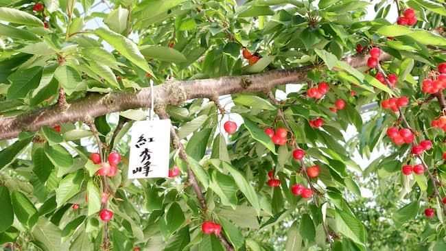 紅秀峰の園地
