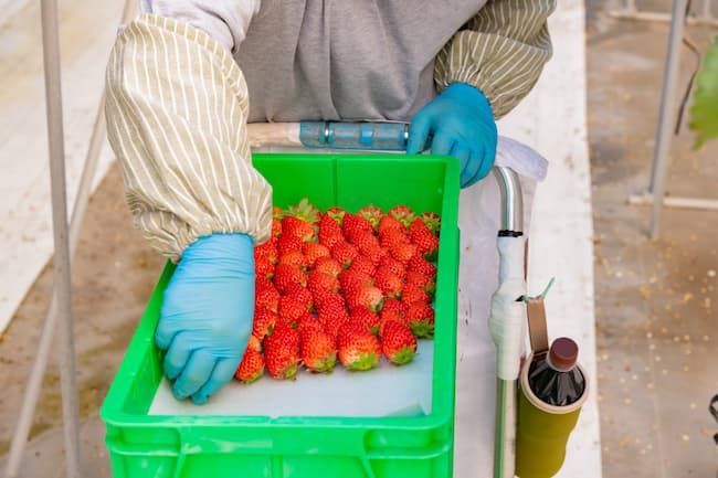 イチゴの摘み取り・出荷には多くの労働時間がかかる