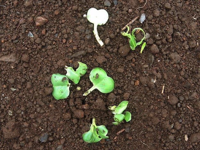 カブラヤガ食害 発芽直後の大根