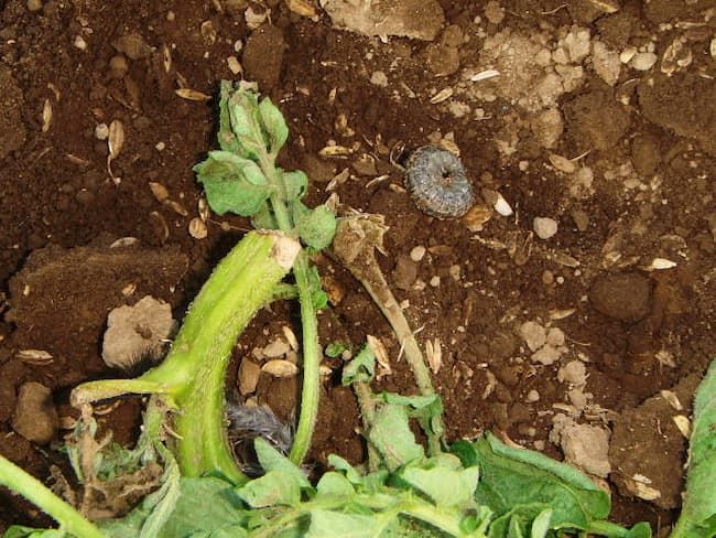 カブラヤガの老齢幼虫とジャガイモ（馬鈴薯）の被害茎