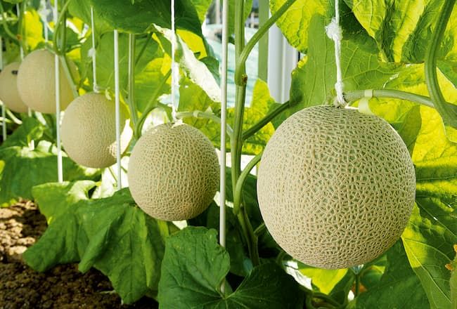 温室メロンは1本仕立ての1果採り