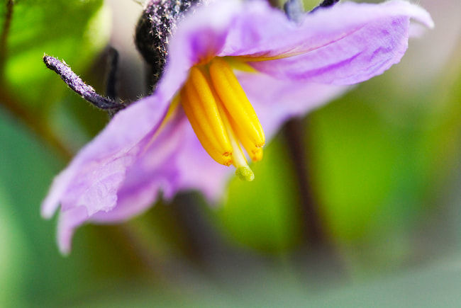 ナスの花  柱頭が雄しべの葯（やく）よりも長ければ良好