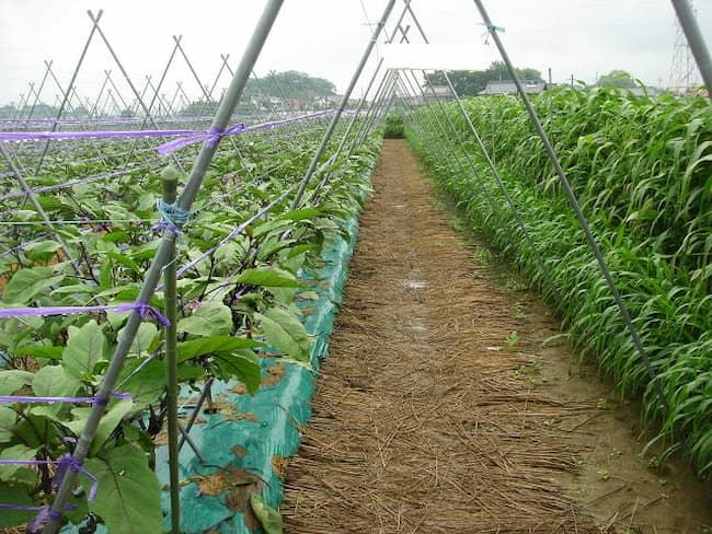 周囲にソルゴーを植栽したナスのほ場