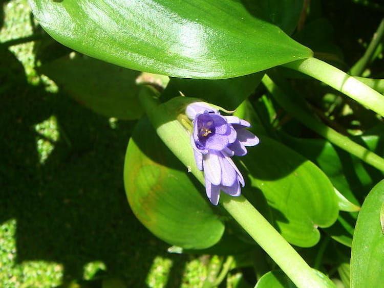 稲作農家の悩みの種「コナギ」。除草剤の効果的な使い方とSU抵抗性について解説します。
