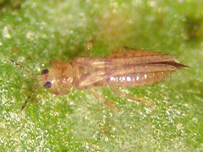 アザミウマ類成虫(体長1.2mm)