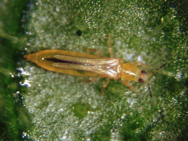 ミナミキイロアザミウマ雌成虫(体長1.2mm)