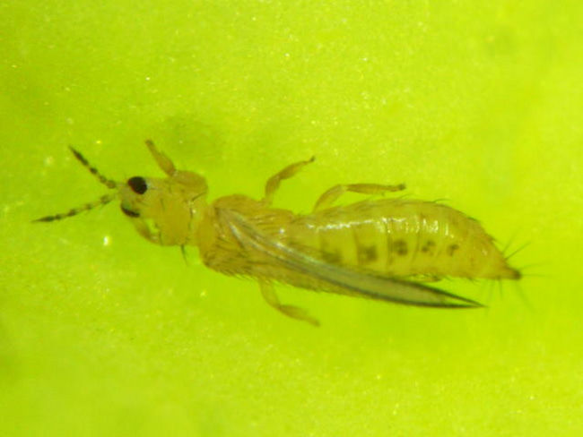 ミカンキイロアザミウマ成虫(体長1.4mm)