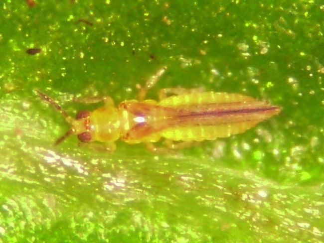 チャノキイロアザミウマ成虫(体長0.8mm)
