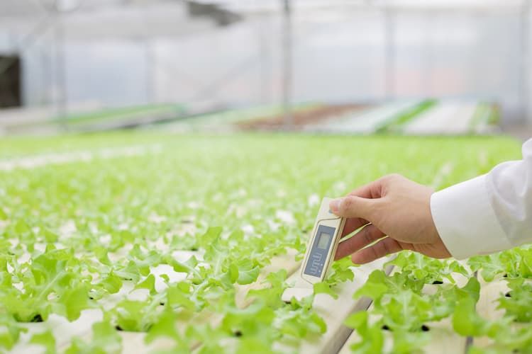 飽差とは? ハウス栽培に欠かせない指標を知り、収量アップを実現!