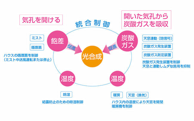飽差とは? ハウス栽培に欠かせない指標を知り、収量アップを実現!