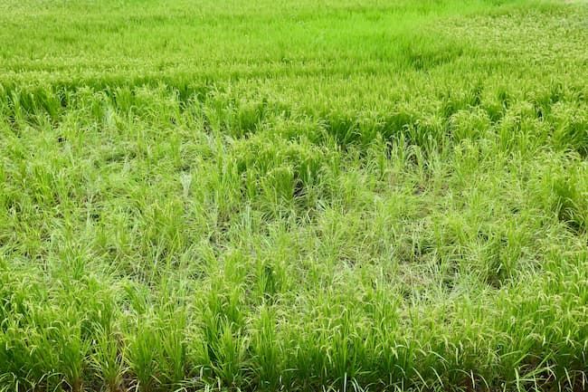 水稲のイノシシの踏み荒らし被害