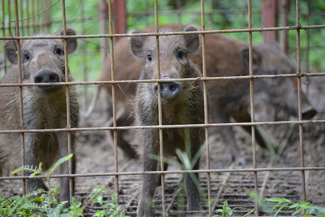 捕獲されたイノシシ