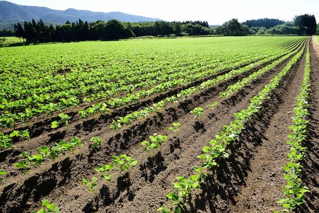 中耕除草と培土が済んだ小豆のほ場