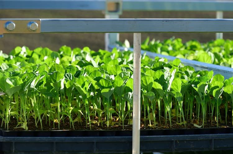 【ブロッコリーの育苗方法】徒長を防いで収量を上げる！ 育苗のポイント