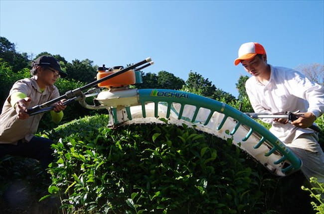 D-matcha株式会社は、茶の生産から販売までの一環経営