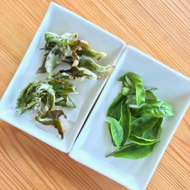 D-matchaのハイキングツアー。摘み取った茶葉の天ぷらを味わえる。