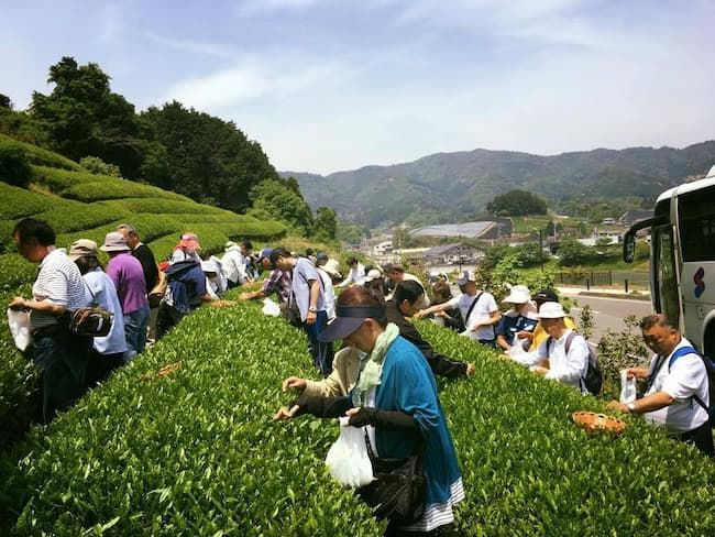 和束町の茶摘み体験