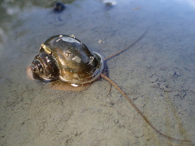 スクミリンゴガイ(ジャンボタニシ)は水中で生活し、成貝の殻高は5~8cmにもなる