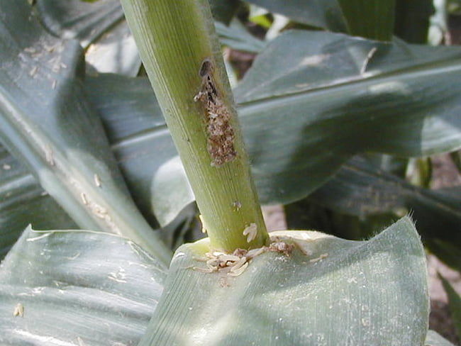 アワノメイガ　幼虫による茎への食入