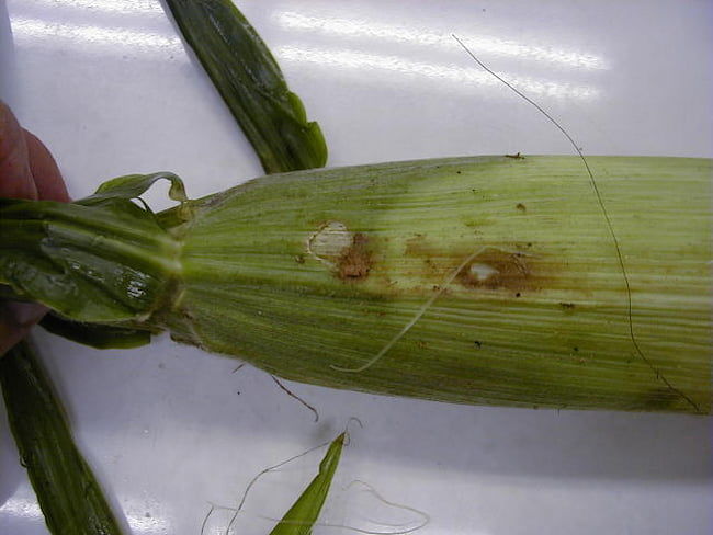 オタバコガ　幼虫が食入したとうもろこし被害果