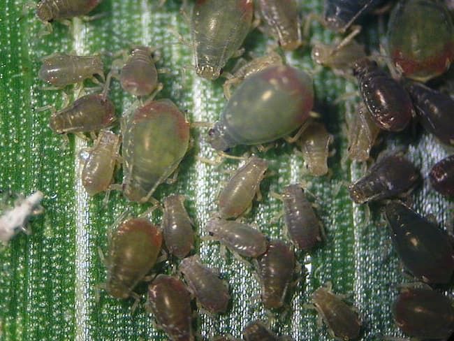 とうもろこしの葉に寄生したムギクビレアブラムシ 成虫(体長1.8mm)及び幼虫