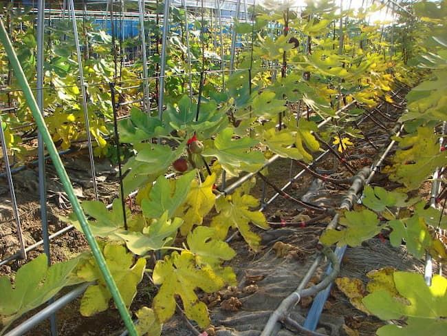 いちじくのネコブセンチュウ被害株 早期に葉が黄化する