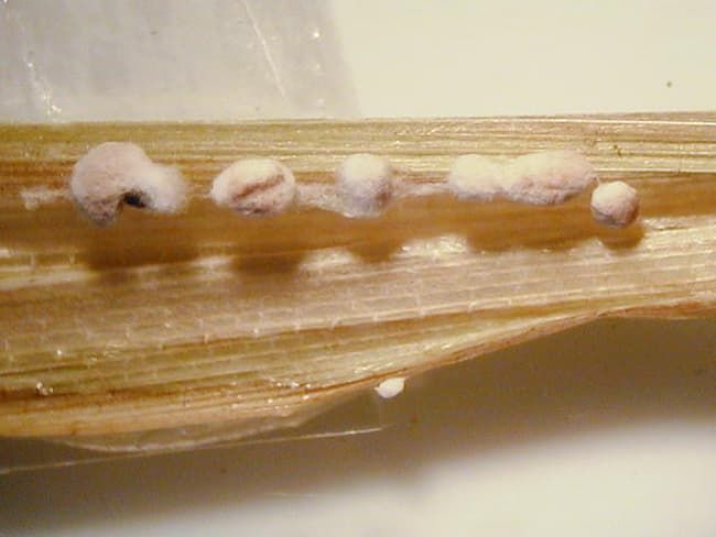 水稲 紋枯病の菌核