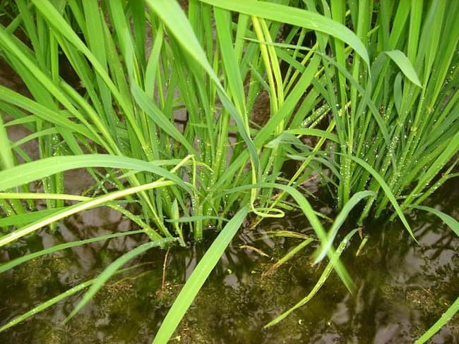 水稲の縞葉枯病 新葉がこより状に巻いて垂れる「ゆうれい症状」