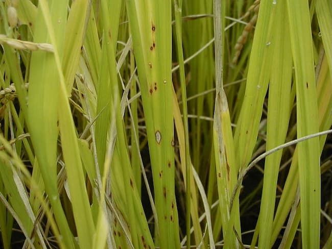 水稲 ごま葉枯病の病斑(10月ごろ)
