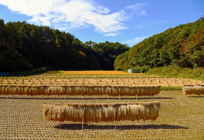 稲の自然乾燥 稲架(はさ)掛け