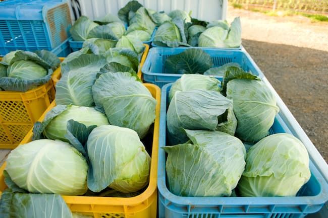 出荷前のキャベツ