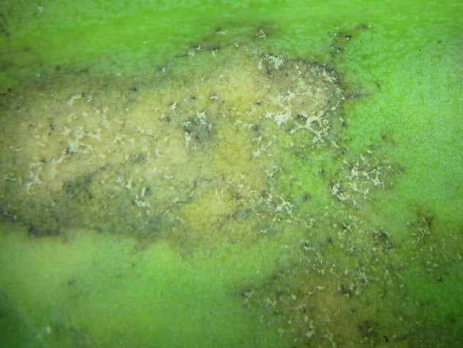 キャベツ べと病 葉裏の病斑　白色の菌そうが形成されている