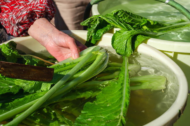 信州の伝統野菜の1つ 野沢菜