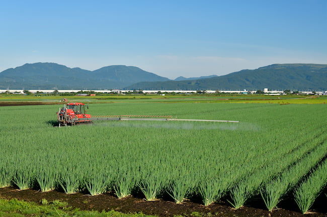 ネギほ場の農薬散布